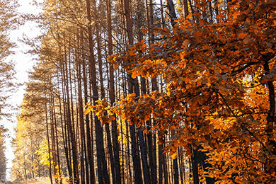 开云体育-英格兰羽毛球队险胜印尼羽毛球队，桃田贤斗关键制胜
